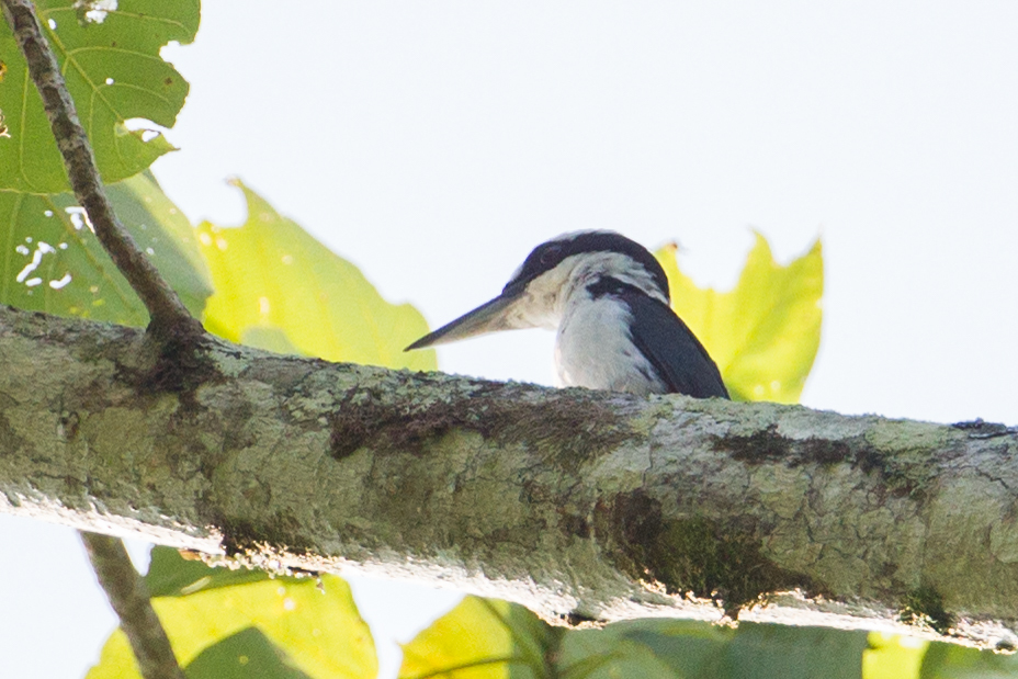 Sombre Kingfisher (Todiramphus funebris), photo 7