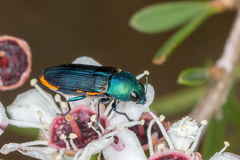 Castiarina scalaris