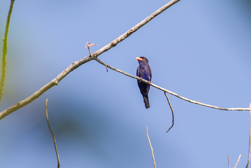 Azure Dollarbird (Eurystomus azureus), photo 3