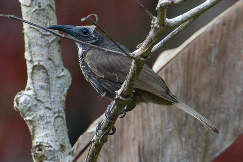 White-streaked Friarbird (Melitograis gilolensis), photo 1