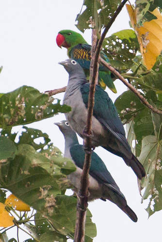 Spectacled Imperial Pigeon (Ducula perspicillata), photo 10