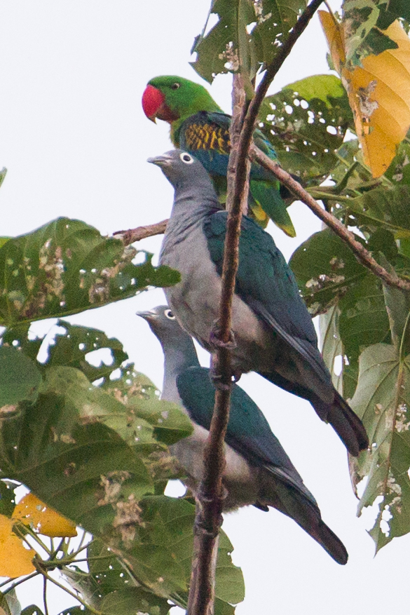 Spectacled Imperial Pigeon (Ducula perspicillata), photo 4