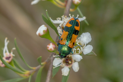 Castiarina scalaris