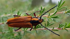 Distichocera maculicollis