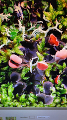 Peltigera ponojensis