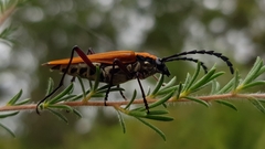 Distichocera maculicollis