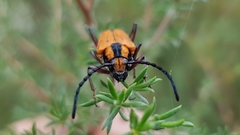 Distichocera maculicollis