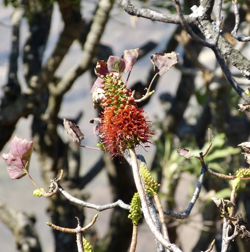 Greyia sutherlandii (Greyia sutherlandii)