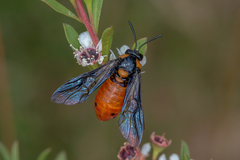 Lophyrotoma interrupta
