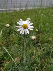 Tripleurospermum inodorum