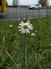 Tripleurospermum inodorum