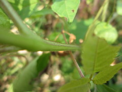 Physalis longifolia subglabrata