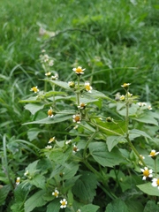 Galinsoga quadriradiata