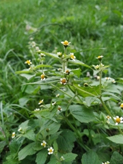 Galinsoga quadriradiata