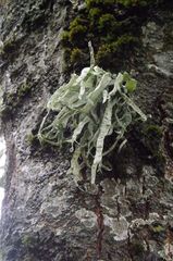 Ramalina fraxinea