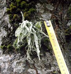Ramalina fraxinea