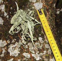 Ramalina fraxinea