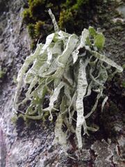 Ramalina fraxinea