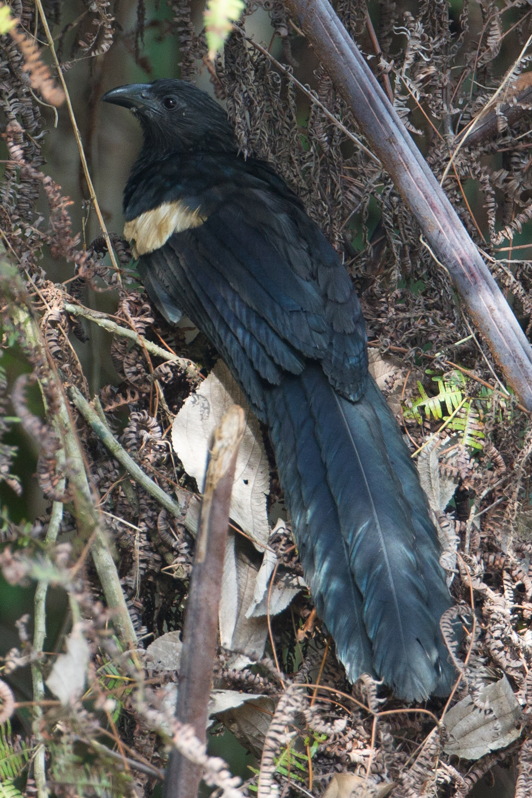 Goliath Coucal (Centropus goliath), photo 3
