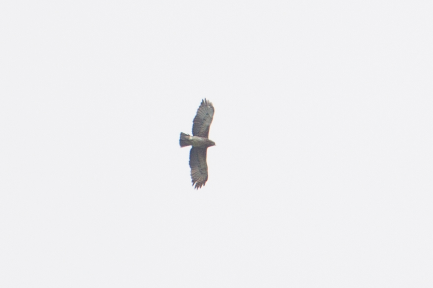 Pygmy Eagle (Hieraaetus weiskei), photo 8