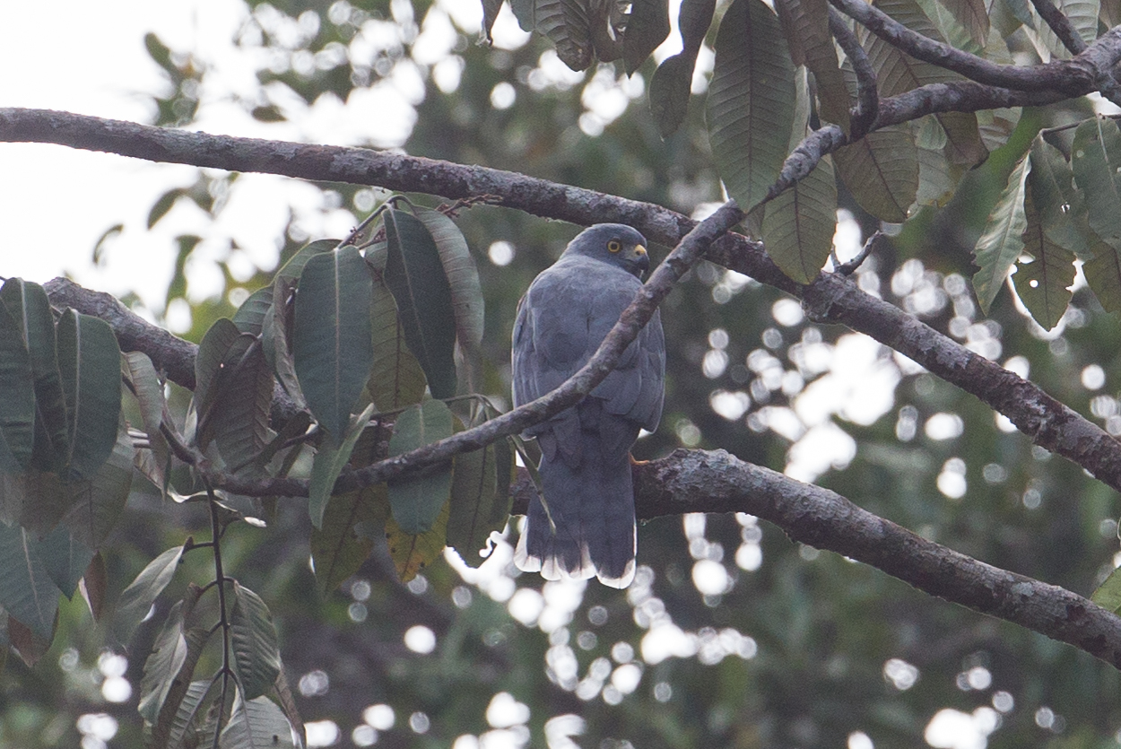 Moluccan Goshawk illustration