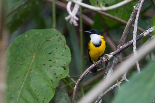 Black-chinned Whistler (Pachycephala mentalis), photo 4
