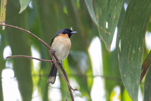 Moluccan Monarch (Symposiachrus bimaculatus), photo 3