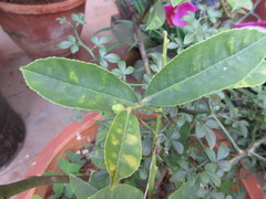 Magnoliopsida