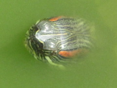 Trachemys scripta elegans