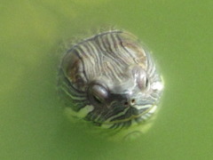 Trachemys scripta elegans