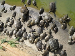 Trachemys scripta elegans