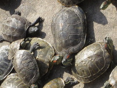Trachemys scripta elegans