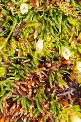Gaultheria nubicola