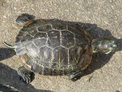 Trachemys scripta elegans