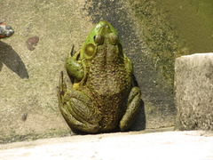 Lithobates catesbeianus