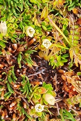 Gaultheria nubicola