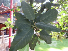 Magnoliopsida