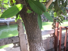 Magnoliopsida