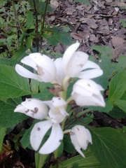 Govenia liliacea