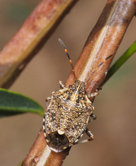 Oncocoris geniculatus