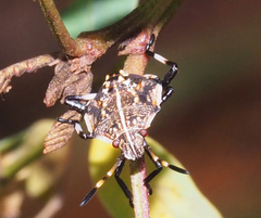 Oncocoris geniculatus