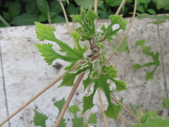 Broussonetia papyrifera