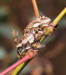 Oncocoris geniculatus