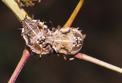 Oncocoris geniculatus