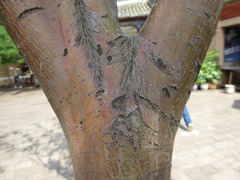 Rosaceae