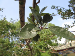 Rosaceae