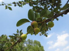 Rosaceae