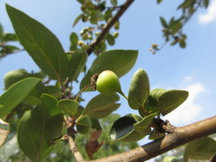 Rosaceae