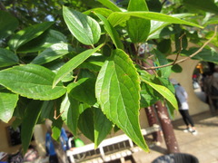 Celtis