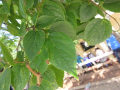 Celtis